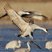 Sandhill Crane